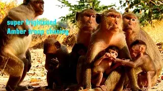 All moms & babies of Amari troop monkeys are so frightened Amber troop chasing cos no leader & king.