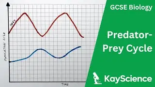 GCSE Biology &ndash; Predator-Prey Cycle