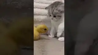 kitten and duckling funny moments. #cat #cute #birds