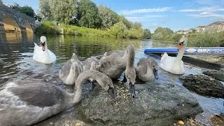 SUP ADVENTURE - DAY 2 - Dorset trip! River Frome in Wareham & River Stour in Christchurch