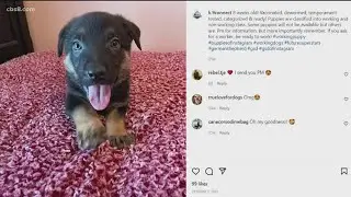 San Diego dog trainer desperate to return home after evacuating 35 dogs from Ukraine
