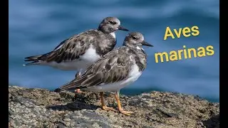 Aves marinas del Cant&aacute;brico