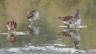 Aves de las lagunas