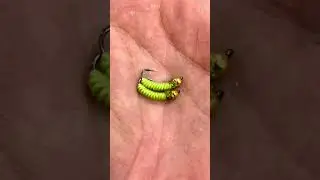 Trichopt&egrave;re furtif 