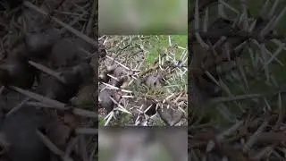 Муравьи нападут на любого, кто тронет дерево. Как оно это провернуло
