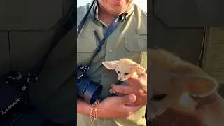 The fascinating Fennec Fox from the Sahara Desert. #shorts #travelvlog #morocco #sahara