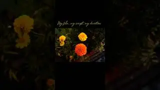 12-01-2026 glimps from my morning routine #lifeisbutadream #vlogs #virlshort #coffee #happy #flower
