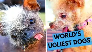 World's Ugliest Dog Contest - ALL Winners Since the 1999