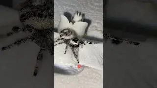 Phidippus regius white bahamas Alba #animalshorts #adorableanimals #spider #insects #arachnid