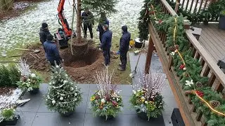 🌲 Transforming Our Garden Tree Placement, Balcony Garland & Winter Containers DIY!