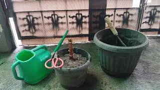 How To Plant Cassava Stems