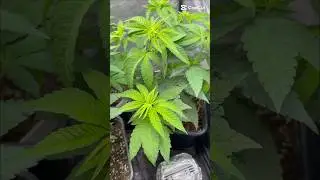 La lechuga 🥬 #cannabiscommunity #garden