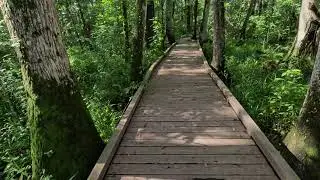 Flat Island Preserve, Leesburg FL