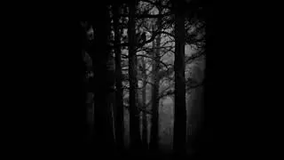 missing people forest