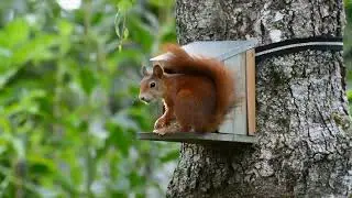 Animals Official Day 25✓ 5 Fun Facts Of Red Squirrel