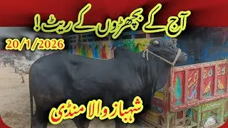 Mandi Shahbaz Wala Bachray Latest Rates Today | Qavi Baba Bahawalnagar | Live Update