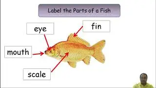 P1 Body Parts of a Fish   Week 4 of September 2021 by T  Dee