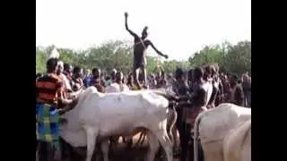 bull jumping in Ethiopia