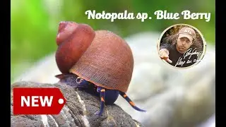 Notopala sp 