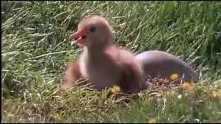 Black neck swan hatching egg.. N protection