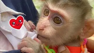 Daily Monkey Activities. 
