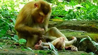 Surprise,  poor baby monkey Lucie gets grooming from her mother Luna