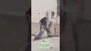 Muslim Save Cow 👍 #muslim #status #viralvideo #shorts #trending