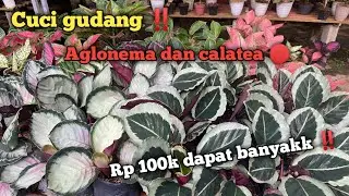 Cuci gudang akhir tahun🔴 jual murah aglonema koleksian lokal