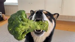 broccoli (edible green plant rich of vitamin c and vitamin k)