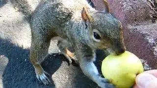 &hearts; Squirrel is eating an apple. Funny Squirrel Video. Squirrels cute face