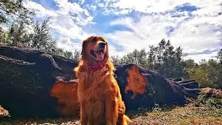 Back To The Dog Park | Florida Nature | Golden Retriever