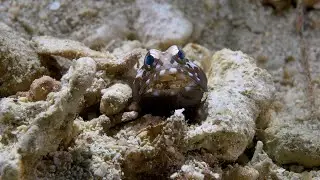Tiny Jawfish at Work | Okinawa Macro Dive (Sound On)
