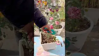 Miniature Rose Pruning & Cow Dung Fertilizer 🌹#shorts #gardening #chandangardeningidea #flowers