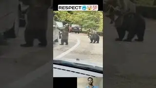The bear's standing ovation👏😍 A roadside miracle caught on camera 💯🔥