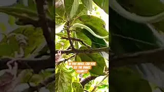 Green Snake on a tree #greensnake #avocado #backyard #nature #minnong