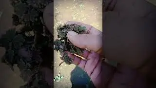 CARI AZOLLA MERAH DI SAWAH , pakan alternatif sepanjang masa,,, #azolla #azollafarming #magelang