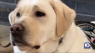 Police dog specially trained to detect stress hormone in people