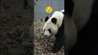 In Our Thoughts: Wishing a Quick Recovery for a Sick Panda
