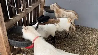 Goat House Improvements. 
