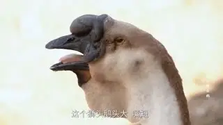 神秘的狮头鹅，如何在潮汕地区盛行400多年？