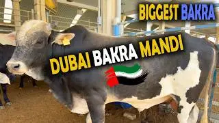 Dubai Bakra Mandi 2024 | Cow Mandi | Big Cattle Market in UAE