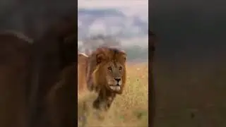 Animal Motivation#lion #animallover #animals #alamsekitar#shortvideo #motivation