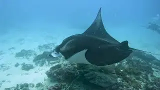 The Moment a Manta Appears &mdash; Calm Underwater at Nusa Penida