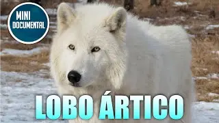 Lobo &aacute;rtico (mini documental)