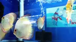 WORLD CHAMPION TONY TAN SUPER WHITE BUTTERFLY DISCUS