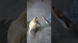 #AnimalEscape #WildlifeEscape #PetEscape #SafeAnimalRescue #FreedomForAnimals #AnimalRescue