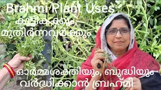Brahmi to increase memory and intelligence | Brahmi Mind.Boosting Herb/Medicinal Plant Brahmi