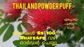 Thailand Powder Puff | Ball of Fire | For sale| All season flowering plant | Naja's Home Garden 🌱