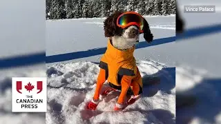 Meet Poppy, an oil-spill sniffing dog