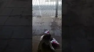 primeiro  passos para a gl&oacute;ria e caindo que se apreede deicha o lik e se escreve no canal